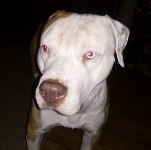 Meet your Posher, Lexi